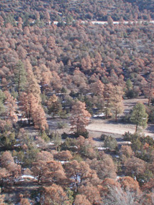 Tree mortality, New Mexico, USA, 2003, Neil Cobb